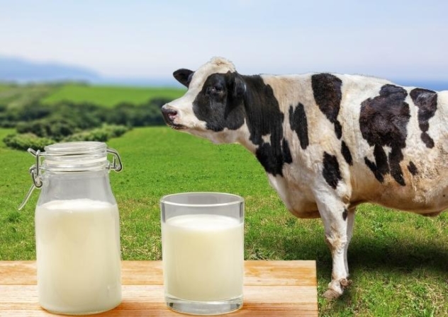 Lait en poudre bio au lait de vache