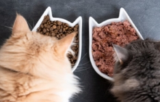 Les meilleurs aliments hypoallergéniques pour chat