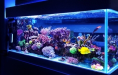 Les meilleurs aquariums