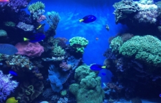 Les meilleurs aquarium cylindrique