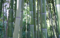 Les meilleurs bambous non traçants