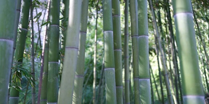Les meilleurs bambous non traçants