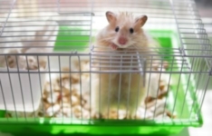 Les meilleures cages à hamster