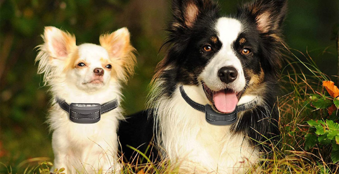 Les meilleurs colliers anti-aboiements pour petit chien