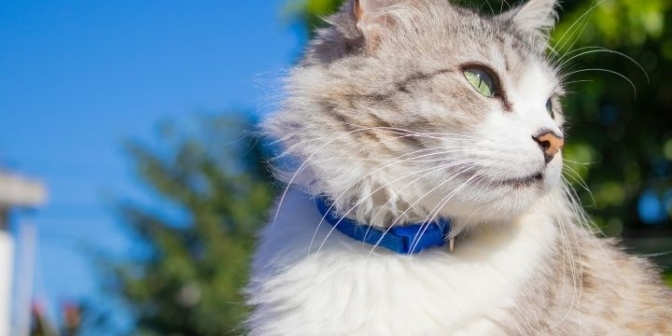 Les meilleurs colliers anti-étranglement pour chat