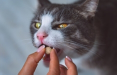 Les meilleurs comprimés anti-puces pour chats