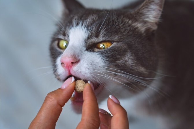 Comprimés puces et tiques au saumon pour chats Biofood