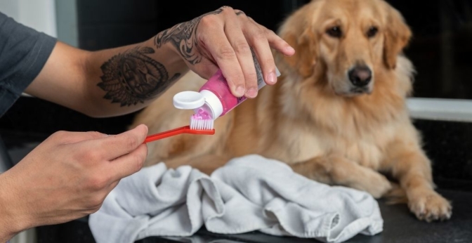 Les meilleurs dentifrices pour chiens