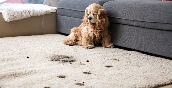 Vanish Carpet Gold - tapis et moquettes - Cdiscount Au quotidien