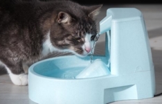 Les meilleures fontaines à eau pour chat