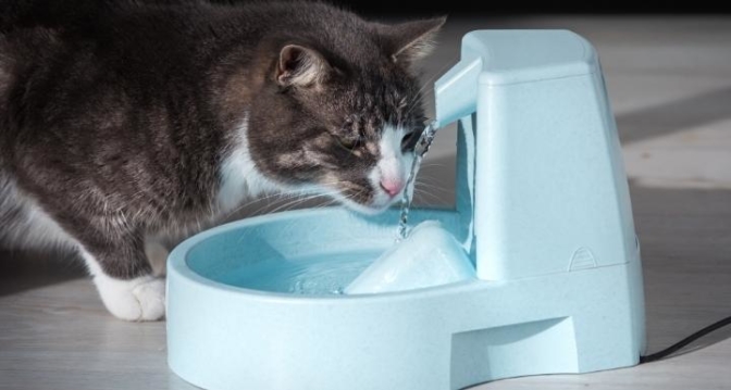Les meilleures fontaines à eau pour chat