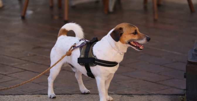 Harnais anti-traction Halti pour chien