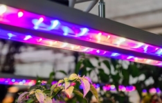 Les meilleures lampes LED de culture indoor