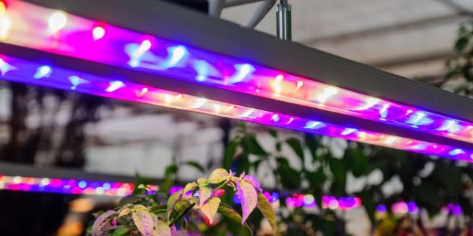 Les meilleures lampes LED de culture indoor