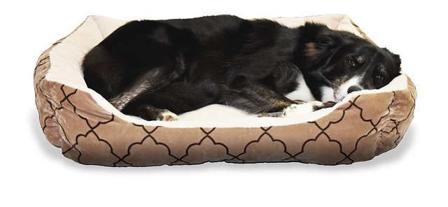 Les meilleurs lits orthopédiques pour chien