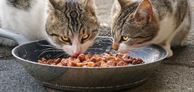 Les meilleures nourritures humides pour chats