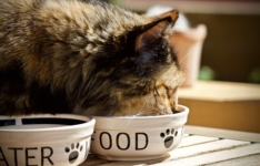 Les meilleures nourritures pour chat