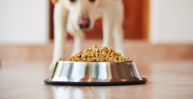 Les meilleures nourritures pour chien sans céréales