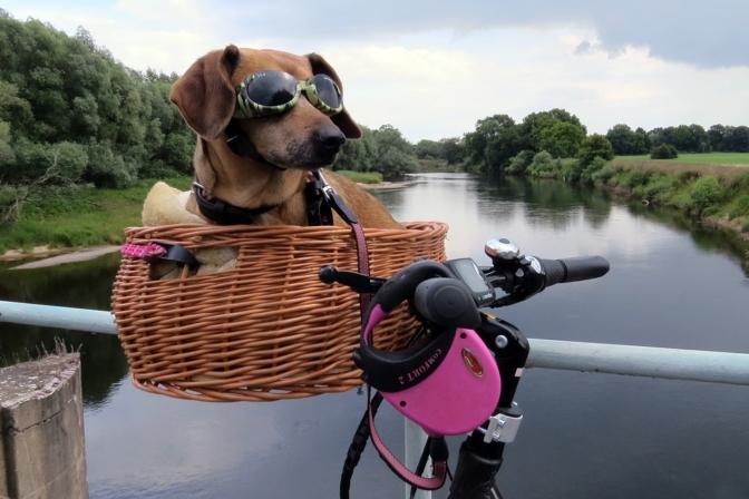 Les meilleurs paniers vélo pour chiens