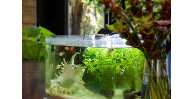 La filtration d'un aquarium - Doctissimo