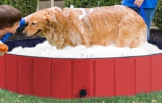 Les meilleures piscines pour chien