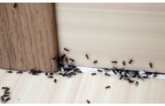 Les meilleurs produits anti-fourmis
