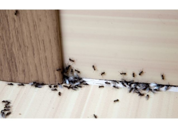 Les meilleurs produits anti-fourmis
