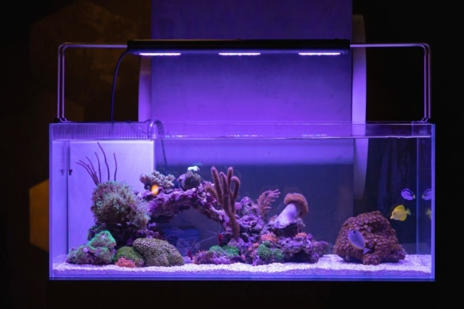 Les meilleures rampes LED pour aquarium