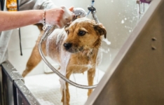 Les meilleurs shampoings pour chien