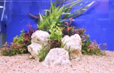 Les meilleurs substrats pour aquarium