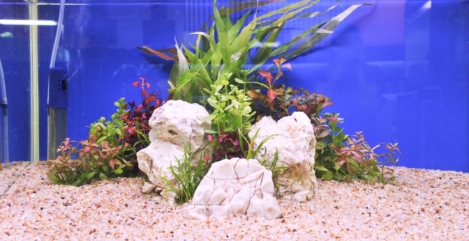 Les meilleurs substrats pour aquarium