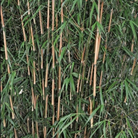 bambou non traçant - Fargesia Asian Wonder