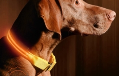 collier lumineux pour chien - Illumiseen Collier lumineux à LED