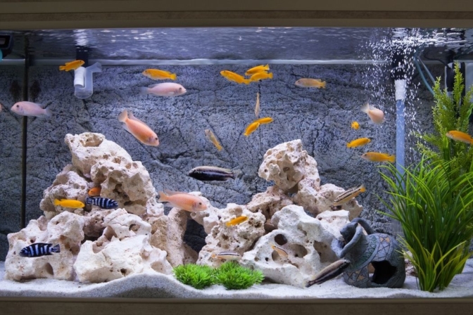 Les meilleures décorations d'aquarium