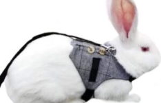 Harnais costume pour lapin