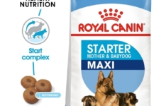 croquette pour chien pas chère - Royal Canin Chien Maxi Starter