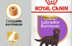 Royal Canin sterilised Labrador Retriever
