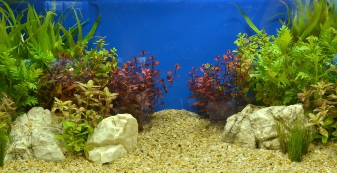 Substrat pour aquarium complet ou techniques