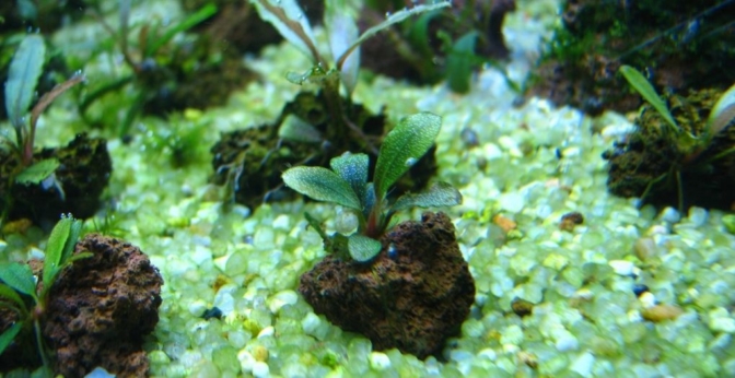 Substrat pour aquarium neutre