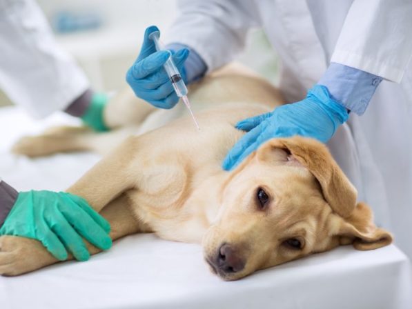 Vermifuge pour chien injection