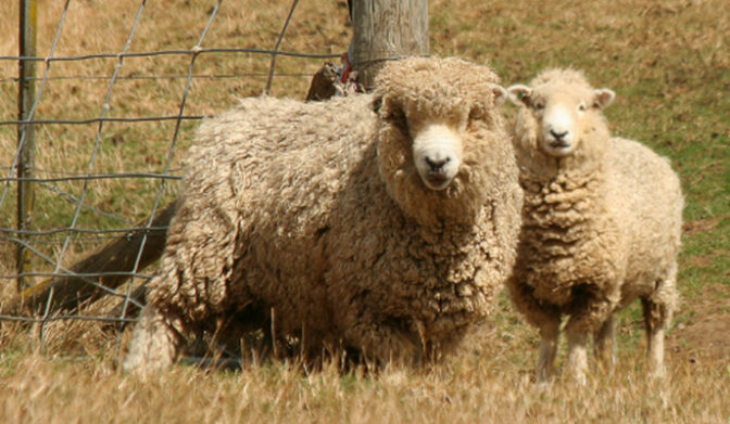 Bas de laine mérinos