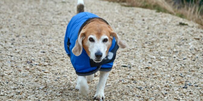 Comment choisir : manteau rafraîchissant pour chien