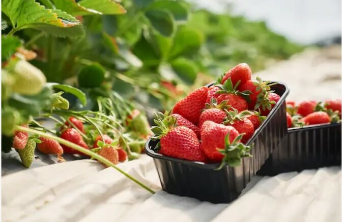 Pourquoi acheter : variété de fraise