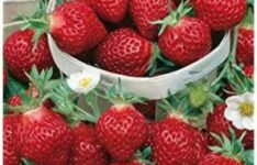 Germisem Rügen - Graines de fraises multicolores