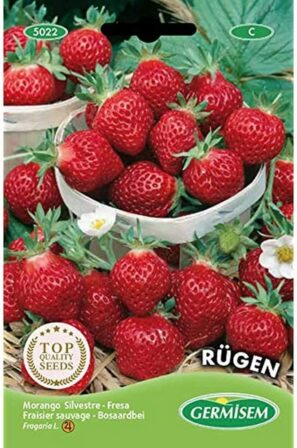 variété de fraise - Germisem Rügen – Graines de fraises multicolores