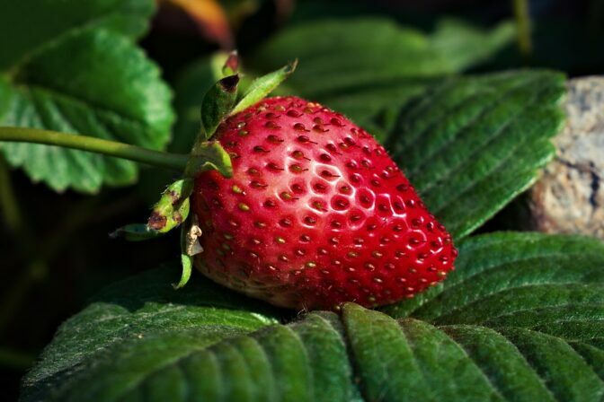 La variété de fraise remontante