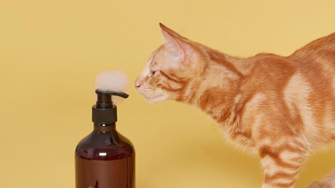 Comment choisir : shampoing pour chat