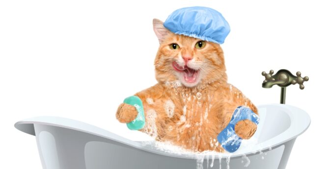 Les meilleurs shampoings pour chats