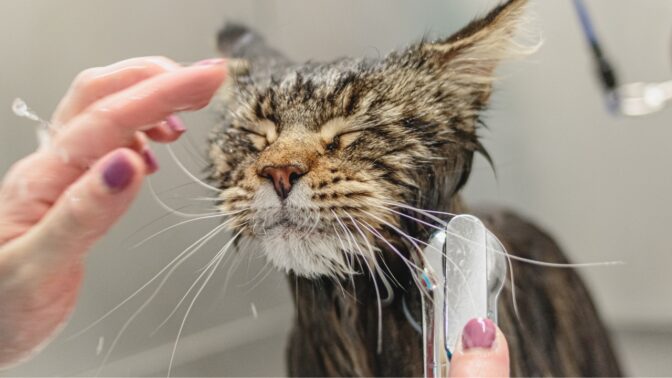 Pourquoi acheter : shampoing pour chat