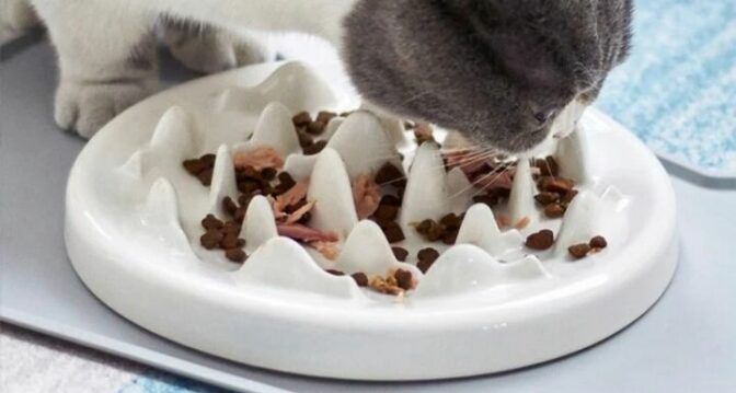 Pourquoi acheter : gamelle anti-glouton pour chat